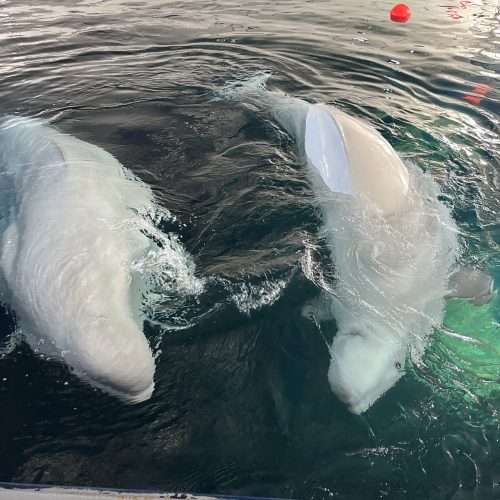 beluga begge 2
