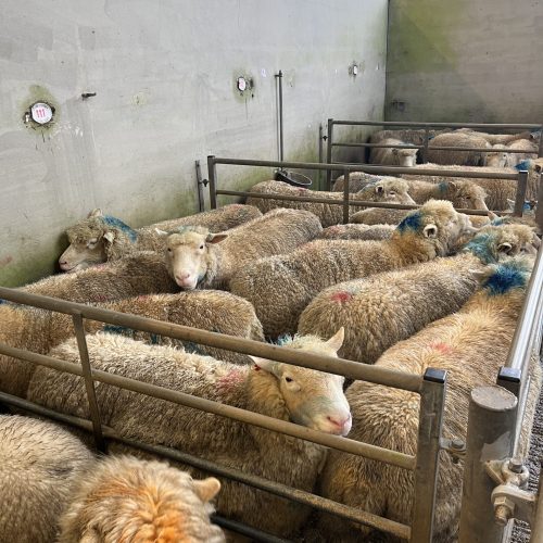 sauer trangt om plassen