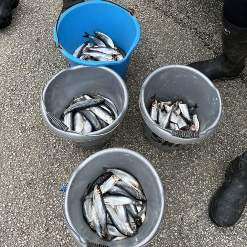 sild i bøtter